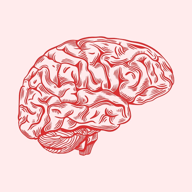 Illustration De Dessin De Cerveau Dessinée à La Main