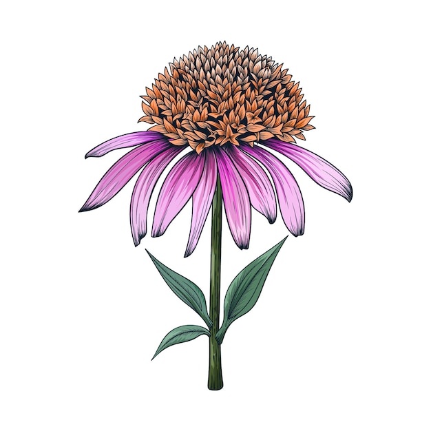 Illustration de dessin Coneflower dessinés à la main isolé