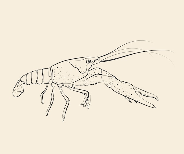 Illustration de dessin d'écrevisses dessinées à la main