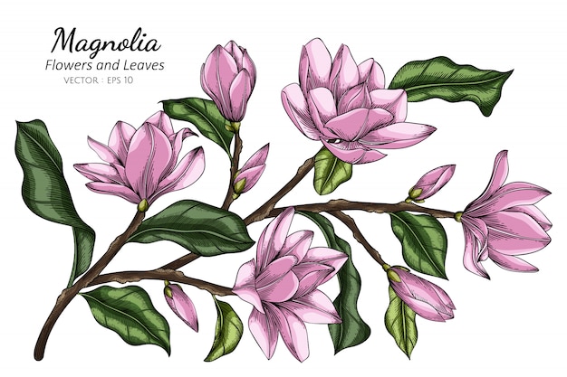 Illustration de dessin de fleur et feuille de Magnolia rose