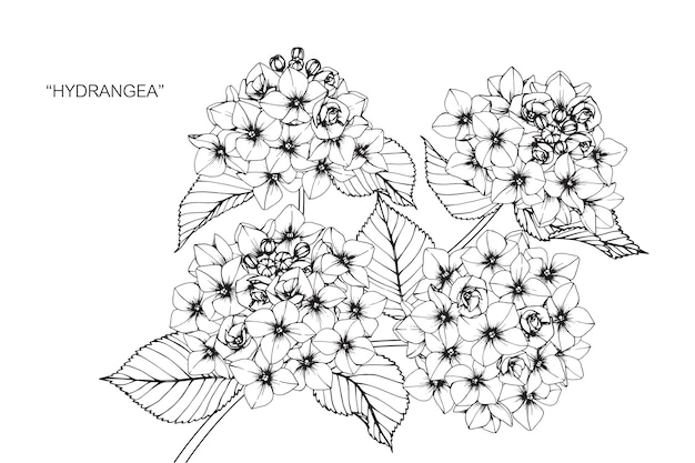 Illustration De Dessin De Fleur D'hortensia