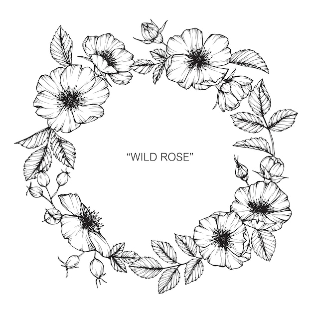 Illustration De Dessin De Fleur Rose Sauvage