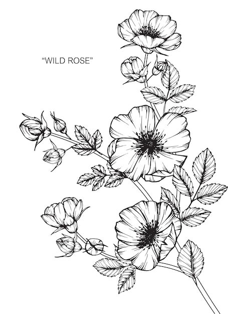 Illustration De Dessin De Fleur Rose.