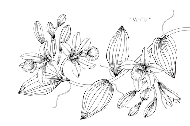 Illustration De Dessin De Fleur De Vanille