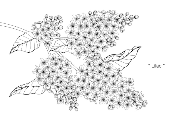 Illustration De Dessin De Fleurs Lilas.