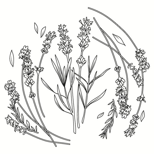 Illustration de dessin de lavande dessinée à la main