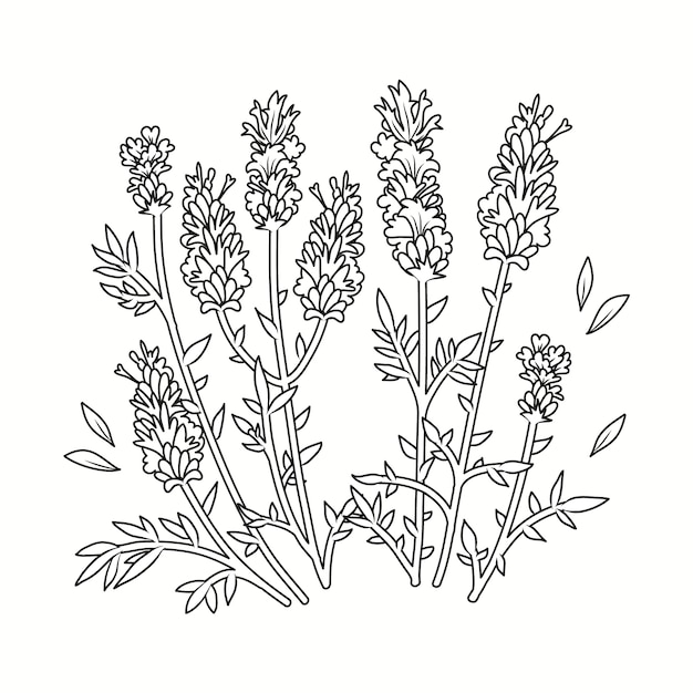 Illustration de dessin de lavande dessinée à la main