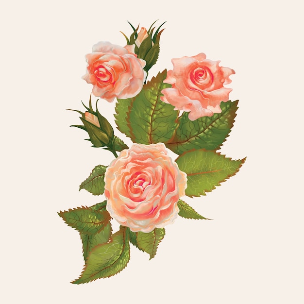 Vecteur illustration dessin de roses de jardin