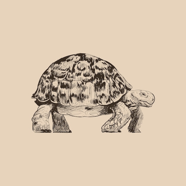 Vecteur illustration dessin style de tortue