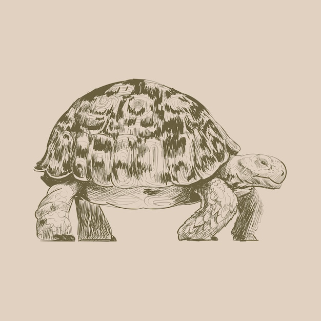 Vecteur illustration dessin style de tortue