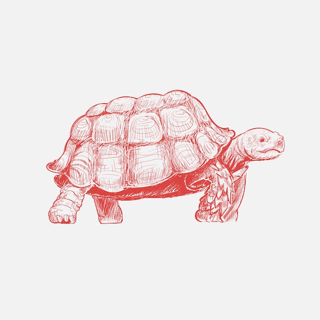 Illustration Dessin Style De Tortue