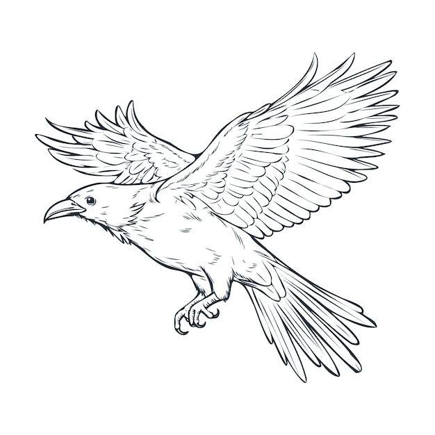 Vecteur illustration de dessin volant de corbeau dessiné à la main