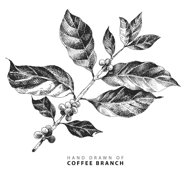 Vecteur illustration dessinée à la main de la branche de café avec des haricots fruits dans un style vintage