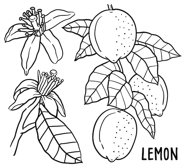 Illustration Dessinée à La Main De Citron.