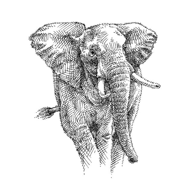 Vecteur illustration dessinée à la main d'éléphant