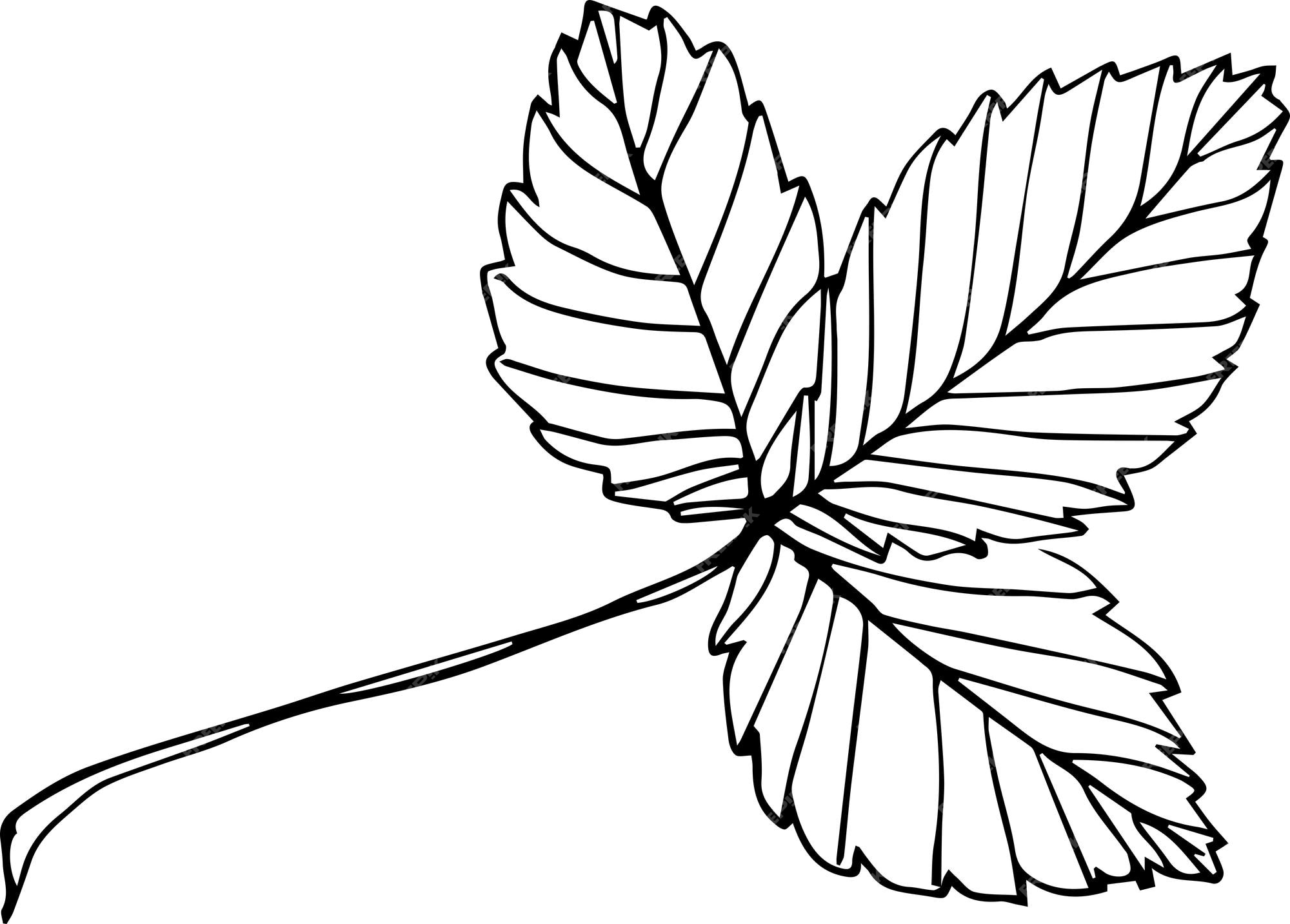 Illustration Dessinée à La Main De Feuille De Fraise