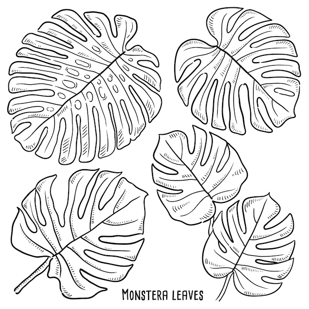 Illustration Dessinée à La Main Des Feuilles De Monstera