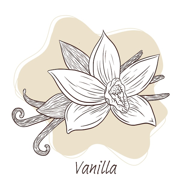 Vecteur illustration dessinée à la main de fleurs de vanille et de bâtons pour le logo, la recette, le menu, l'emblème, le tatouage, l'impression, le spa, le parfum, les produits de soins de beauté