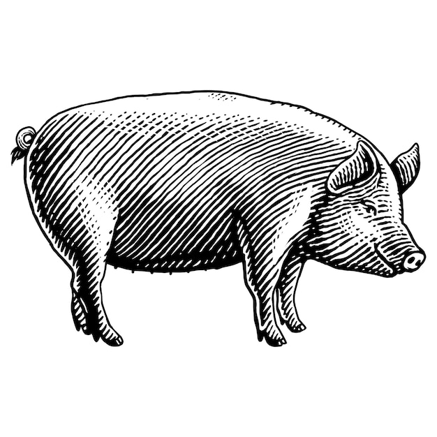 Vecteur illustration dessinée à la main de gravure de porc