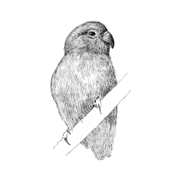 Vecteur illustration dessinée à la main d'un oiseau d'amour