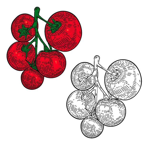 Vecteur illustration dessinée à la main de tomates sur fond blanc. élément de conception pour la décoration de l'emballage, l'affiche, le menu,.