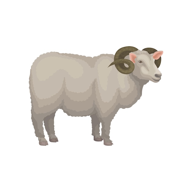 Illustration Détaillée D'un Mouton Mâle Vue Latérale Bélier Adulte Avec Un Pelage Gris Laineux Et De Grandes Cornes Incurvées Animal Domestique Thème De L'élevage Icon Vectoriel Plat Coloré Isolé Sur Fond Blanc