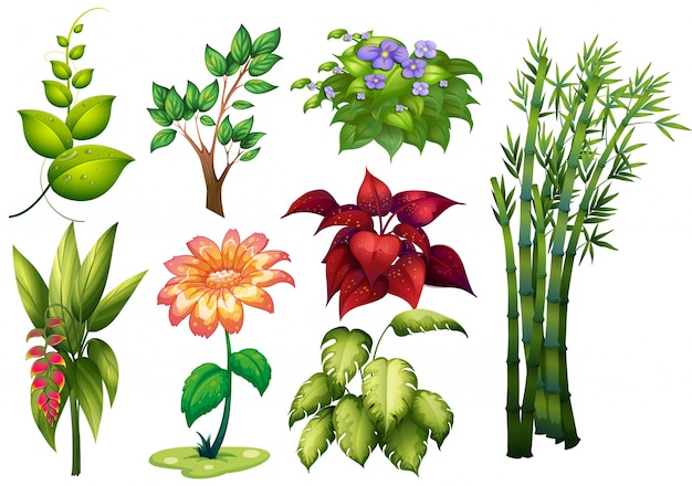 Illustration de différents types de plantes et de fleurs