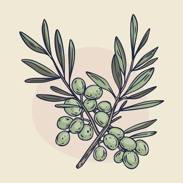 Illustration du contour d'une branche d'olivier dessinée à la main