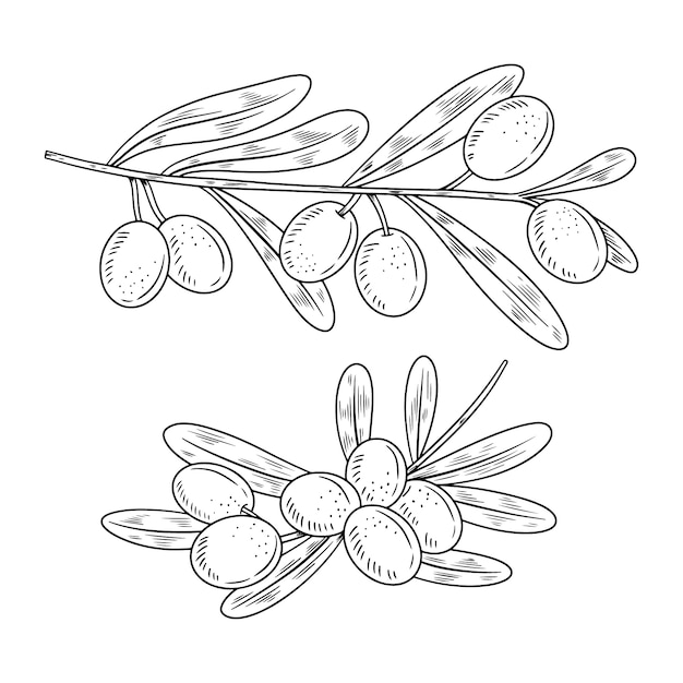 Illustration du contour d'une branche d'olivier dessinée à la main