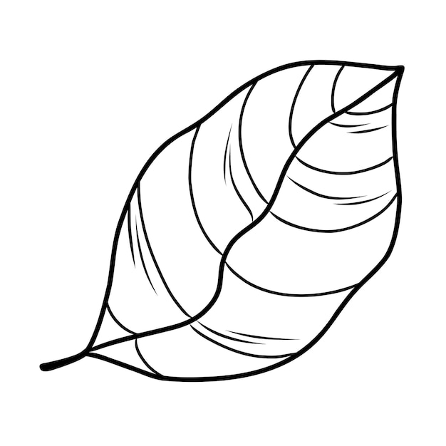illustration du contour d'une feuille d'arbre de cacao