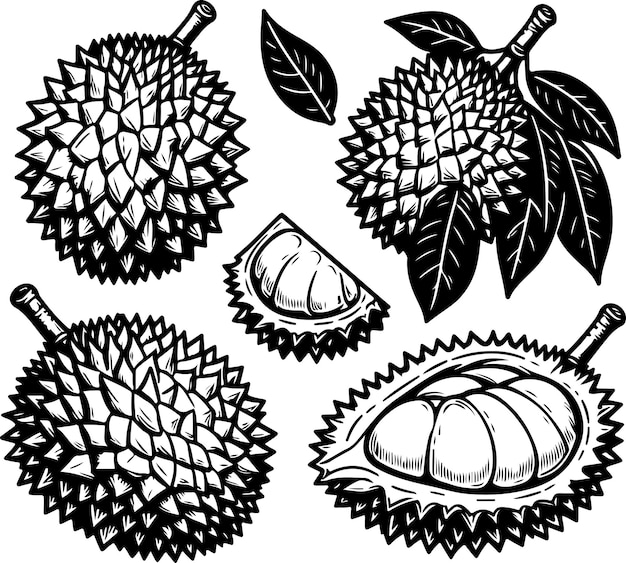 Vecteur illustration du contour noir du fruit du durian livre à colorier