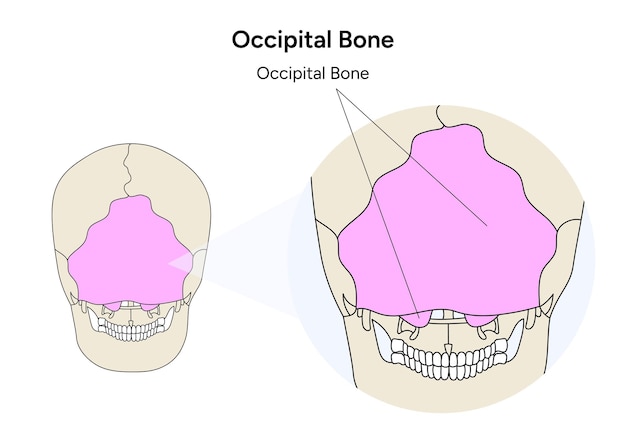 Vecteur illustration du crâne humain de l'os occipital en vecteur