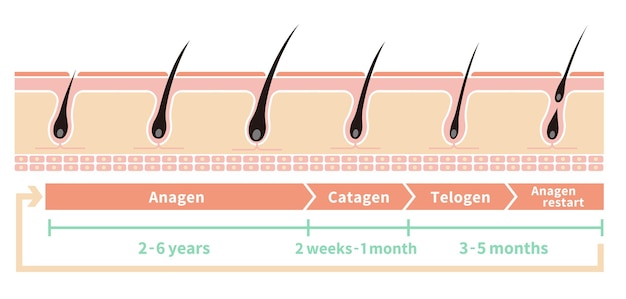 Illustration Du Cycle Normal Des Cheveux