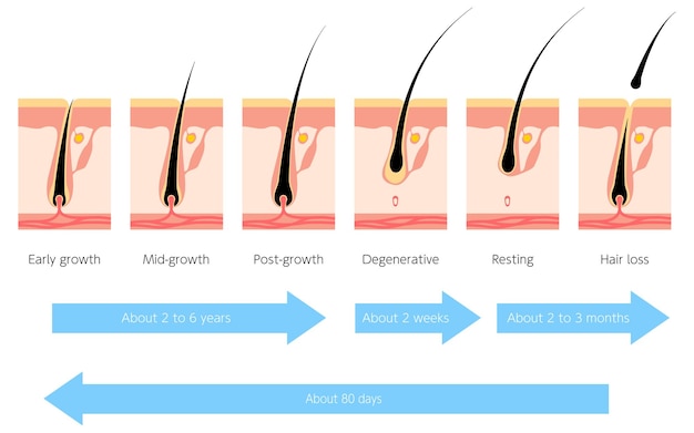 Illustration Du Cycle Pilaire Et Du Cycle De Croissance Des Cheveux