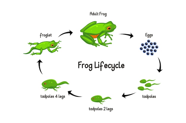 Vecteur illustration du cycle de vie de la grenouille