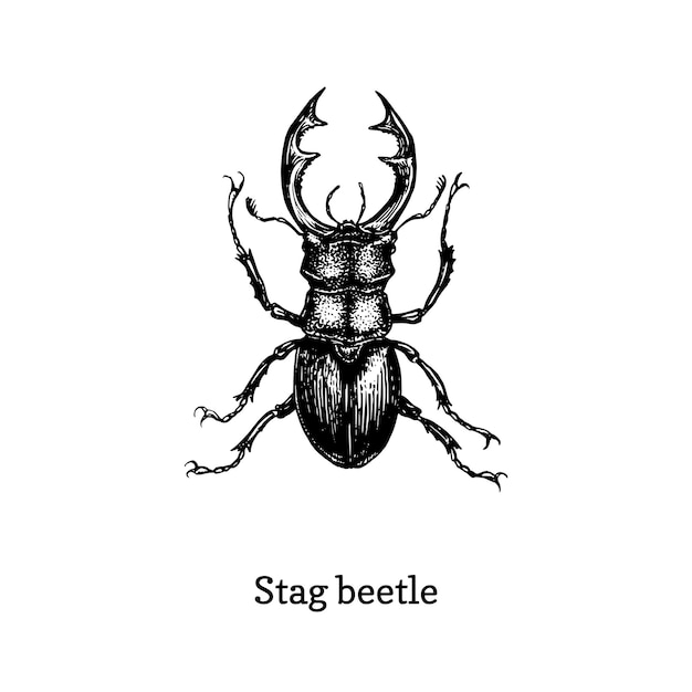 Illustration du dendroctone du cerf. Insecte dessiné dans le style de gravure. Croquis en vecteur.