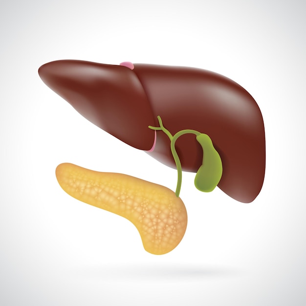 Illustration Du Foie Et Du Pancréas à Usage Médical