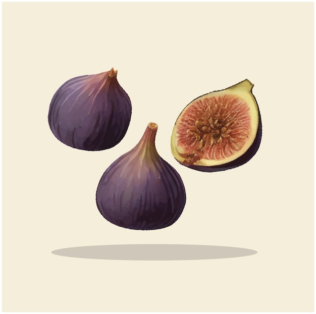 Vecteur l'illustration du fruit d'une fige 4