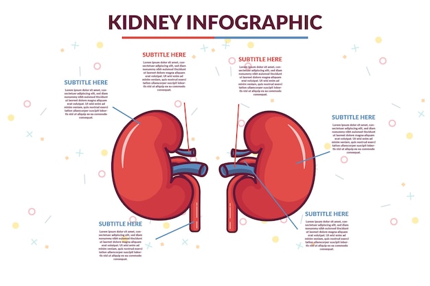 Vecteur illustration du modèle d'infographie du rein