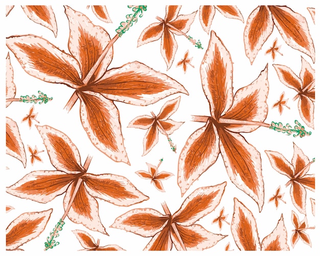 Illustration Du Modèle De Plantes Malaxis Calophylla
