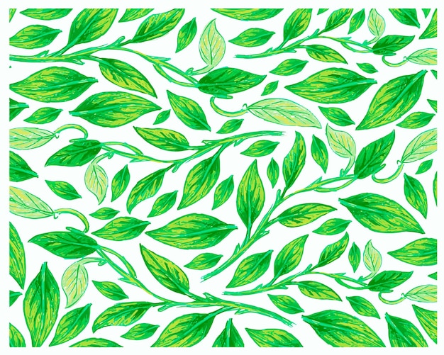 Illustration du motif de plantes Golden Pothos ou Ivy Arum