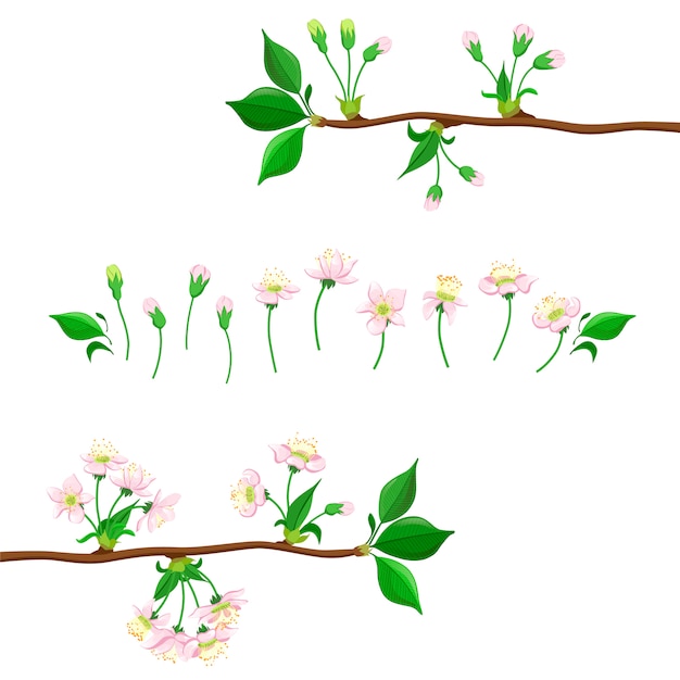 Illustration Du Processus De Floraison Des Cerises