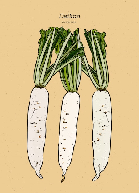 Illustration Du Radis Japonais Daikon