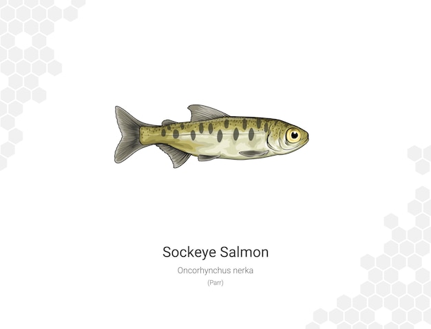 Vecteur l'illustration du saumon à œil de chauve-souris oncorhynchus nerka parr