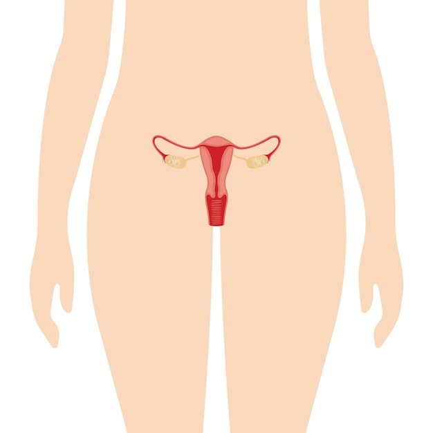 Illustration Du Système Reproducteur Féminin. Anatomie Humaine.