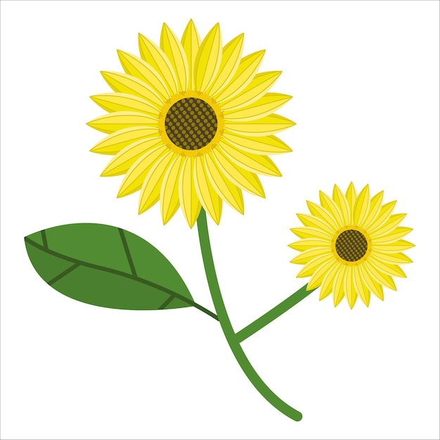 Illustration du tournesol