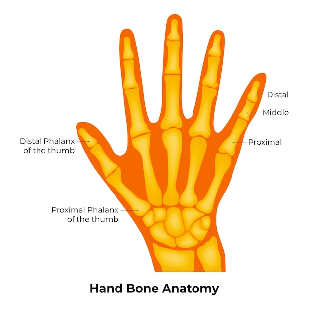 Vecteur illustration du vecteur anatomique de l'os de la main