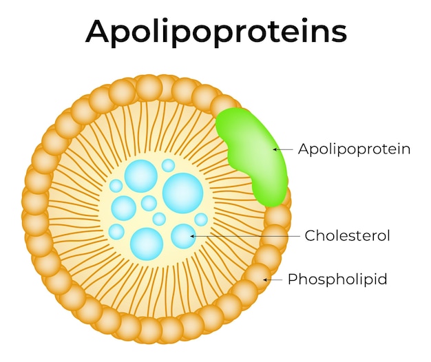 Vecteur illustration du vecteur des apolipoprotéines, du cholestérol et des phospholipides