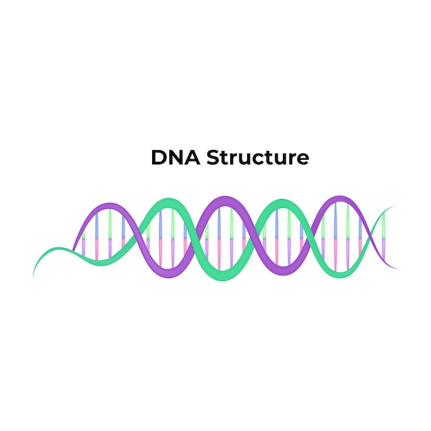 Illustration du vecteur cellulaire de la structure de l'ADN