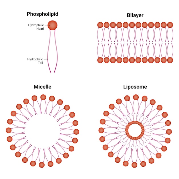 Illustration du vecteur de micelles de liposomes à double couche de la tête hydrophile de phospholipides à tête hydrophilique de la queue hydrophile